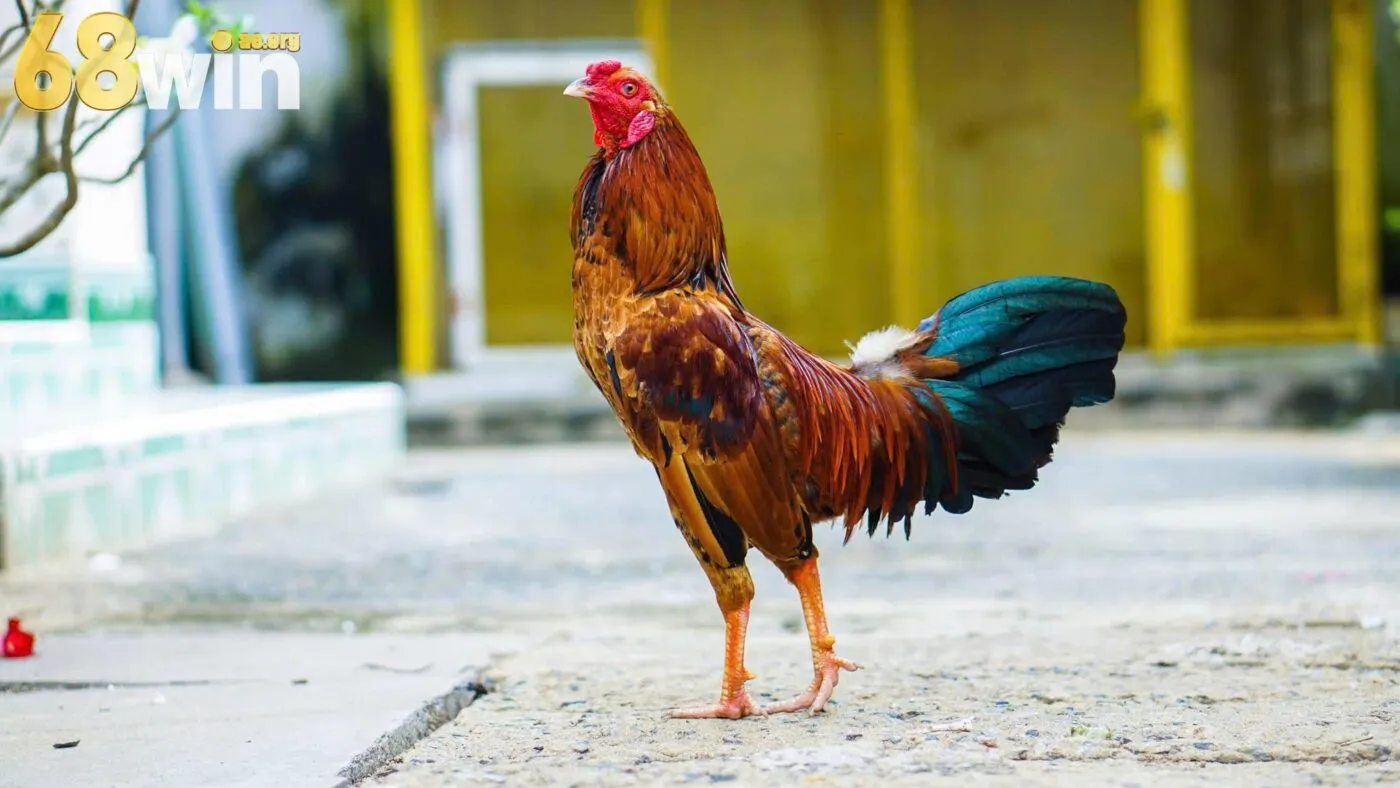 Giới thiệu chọi gà tre 68win