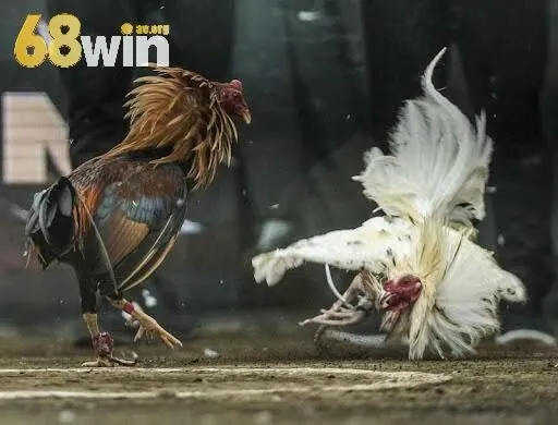 Tham gia đá gà 68win đơn giản