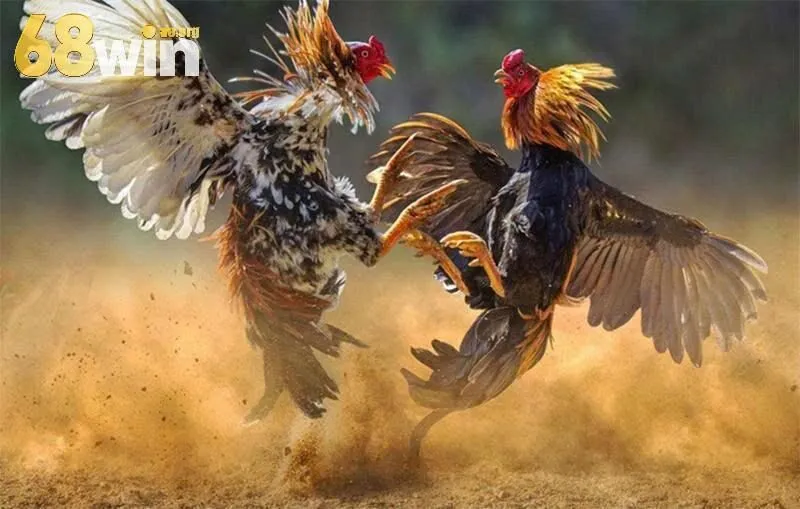 Những mẹo dành cho người chơi