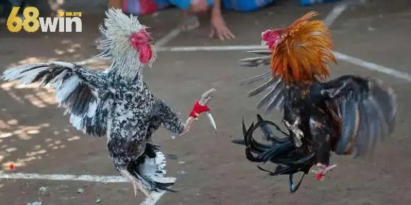 Nhiều chương trình khuyến mãi