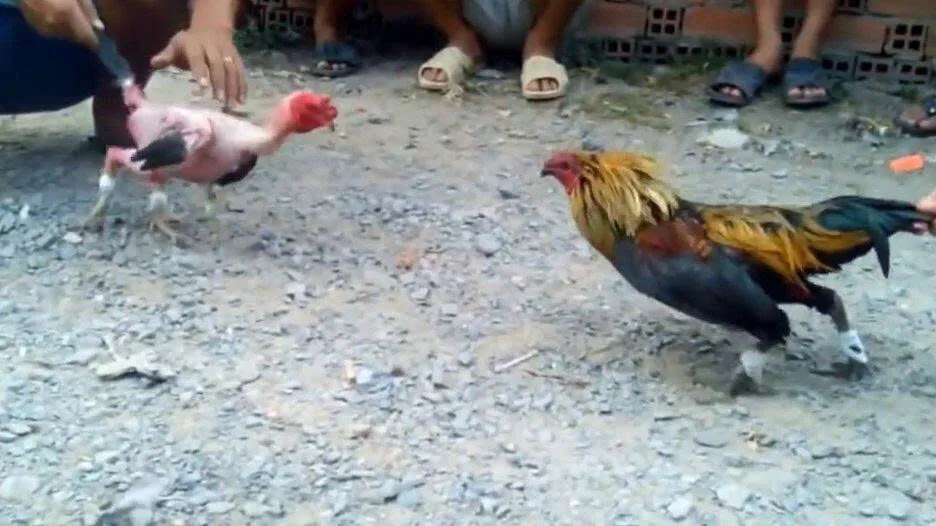 Tham gia ngay đá gà cựa sắt 68win để trải nghiệm những trận đấu gay cấn, chân thực cùng cơ hội thắng lớn.