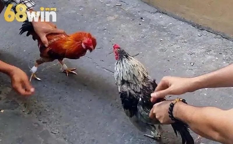 Các bước tham gia đơn giản