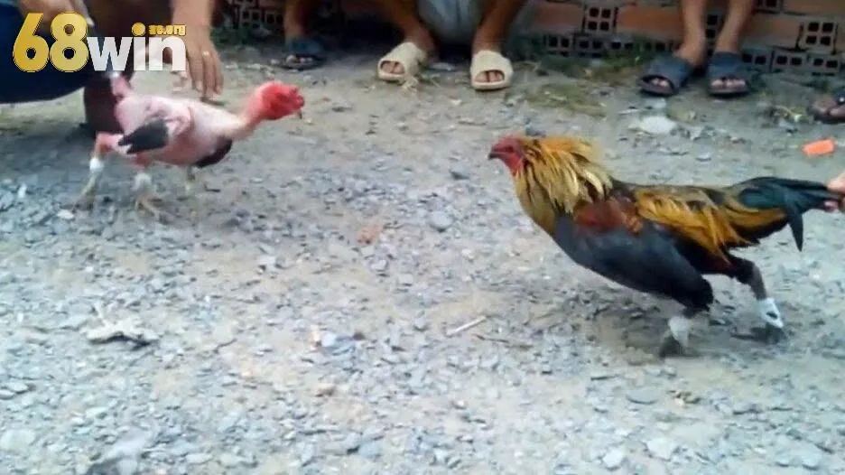 Tầm quan trọng của đá gà nòi