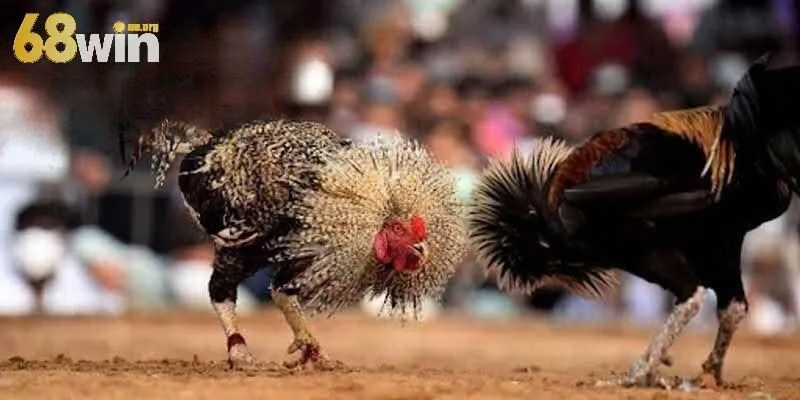 Những lý do nên chọn chơi đá gà thomo