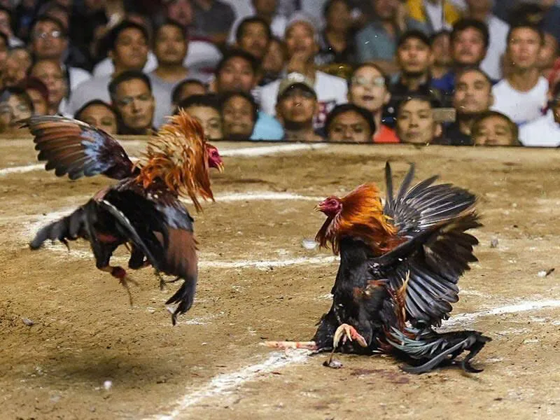 Sơ lược về đá gà trực tiếp 68win